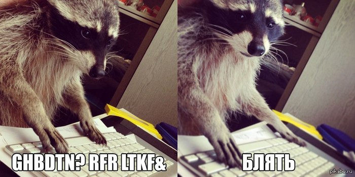 Енотов любите?