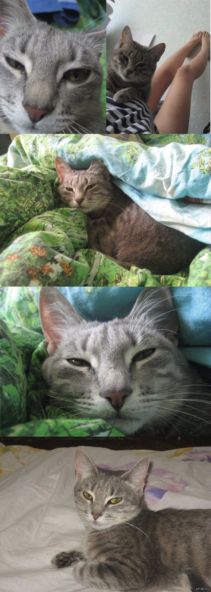 Мне кажется,что моя котямба постоянно чем-то недовольна