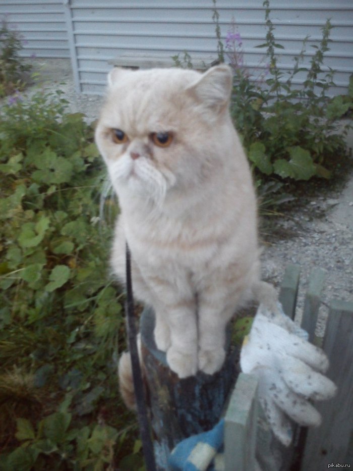 Котэ шаолиньского монаха=) | Пикабу