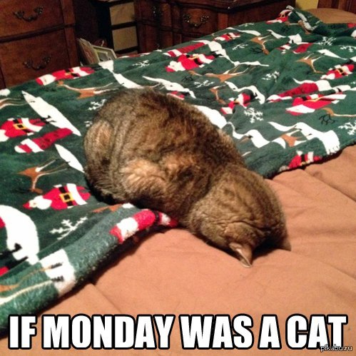 Если бы понедельник был котом