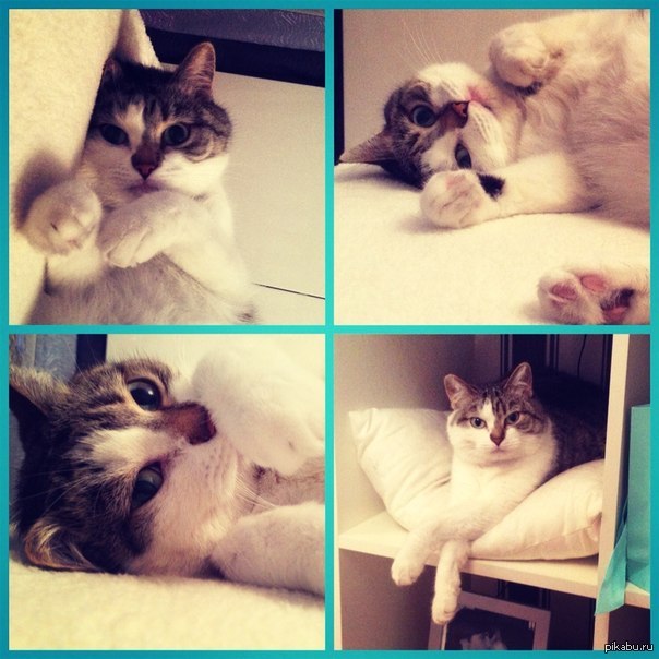 Моя кошечка=)