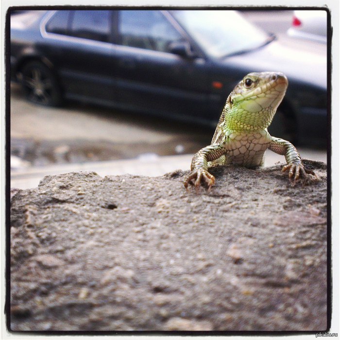 Наблюдал за этим милым пресмыкающимся