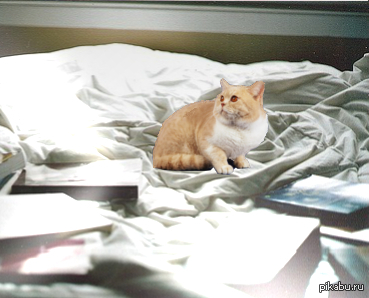 Мой любимый котик