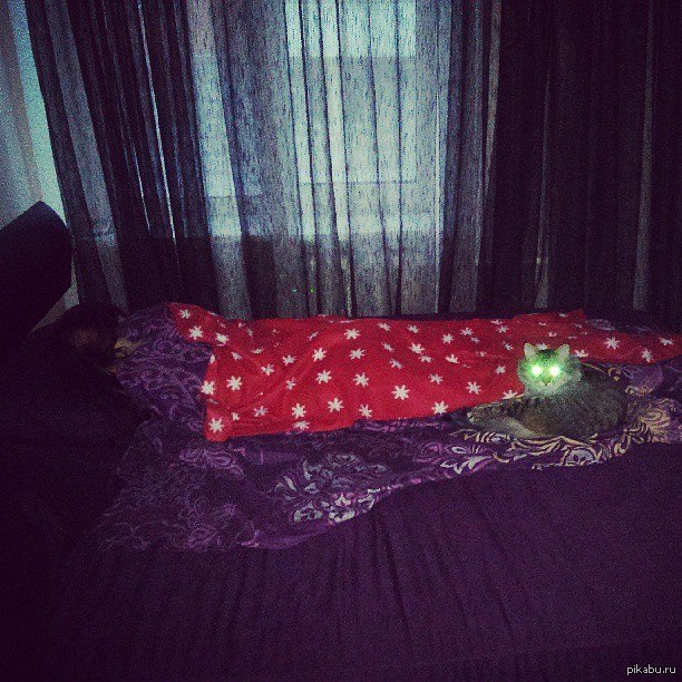 Ходячие Котэ