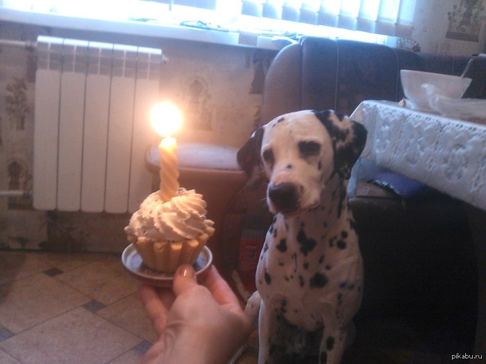 12 ��� �������