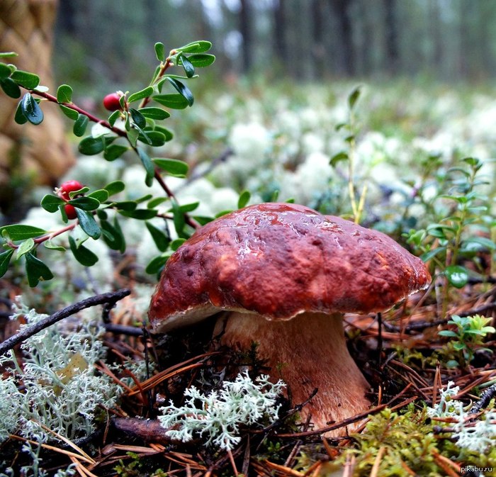 Chunky, in a new hat Mushroom in the forest grows like a pine tree. Grandmother and grandfather are happy: - There will be a festive dinner! - Mushrooms, Forest, Nature, beauty