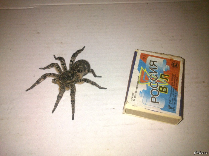 Мой новый питомец