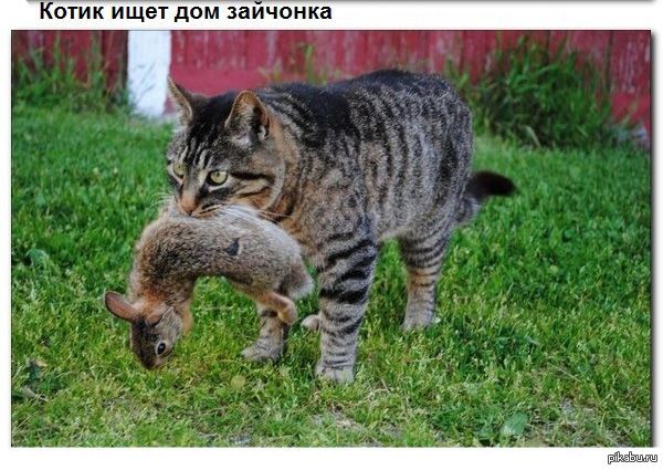 Минутка добра) | Пикабу