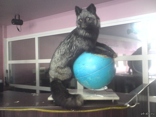 Black Firefox
