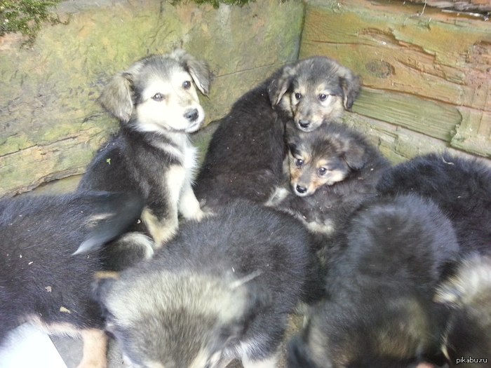 Всем ауу)Москва и МО хееллпотдаю маленьких пушистых лапусичек в добрые руки) их 8.3 мальчика,5 девочек,им от силы пару месяцев.не минусуйте