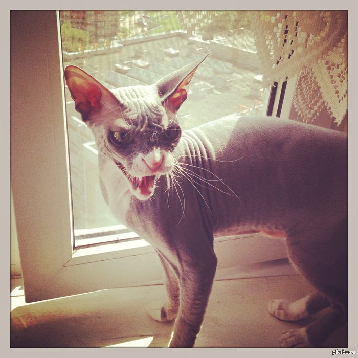 ���� ������