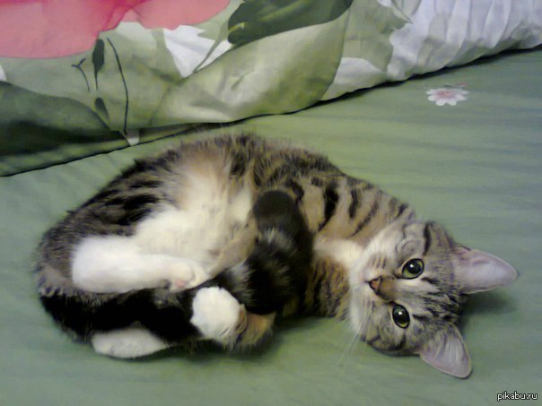  :3 