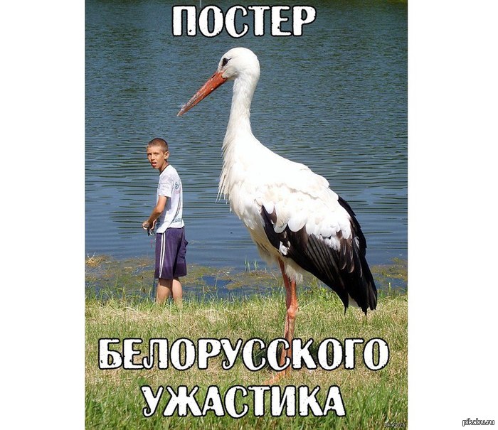 Something like this :D - Horror, Republic of Belarus, Stork