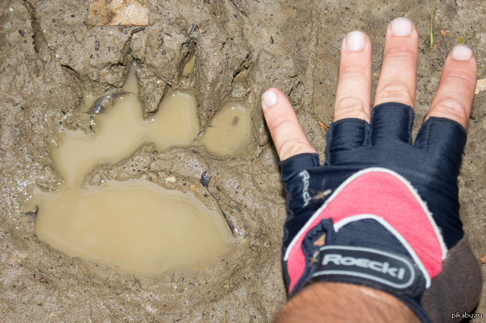 Тот неловкий момент, когда натыкаешься на такое в глухом лесу и кирпичи уже на подходе.