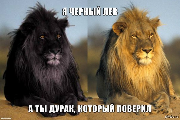Черный лев | Пикабу