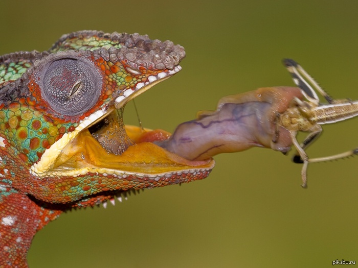 �������� (?) ������ ���������