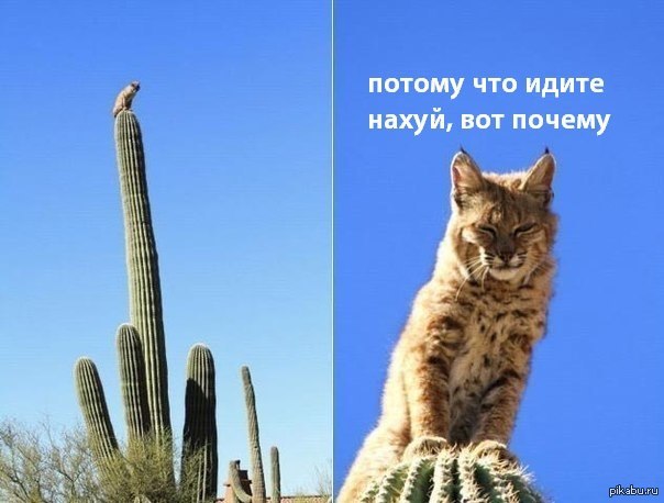 how??? - My, cat, Cactus