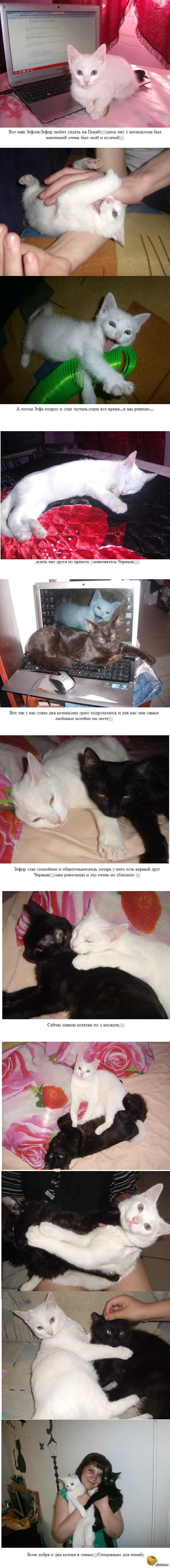 Как и обещала,показываю своих котеек,наши "Инь и Янь"))))