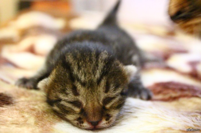 Маленькая котейка