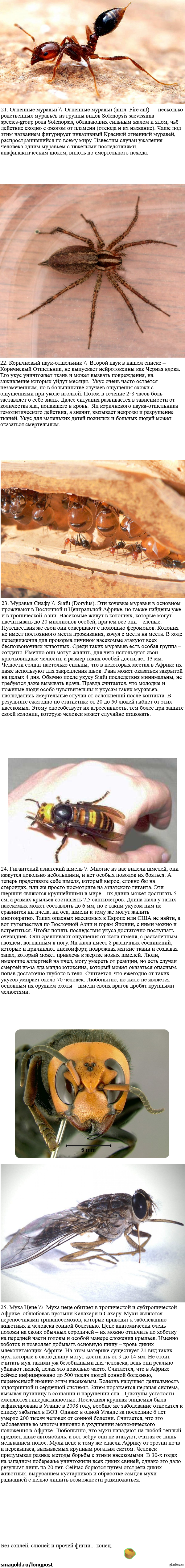 25 most dangerous insects - Longpost, Insects, Kill IT with Fire