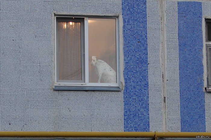 У собак тоже бывает безысходность