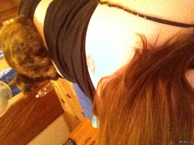 ���������, ��������, ������