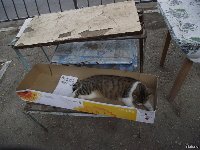 ��� �������� � ���������)