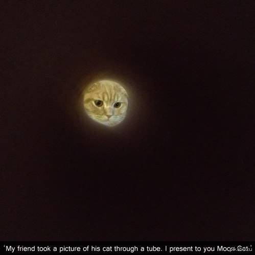 My friend took a picture of his cat through a pipe. Lunokot is presented to your attention! - cat, moon, LunoCat, The photo