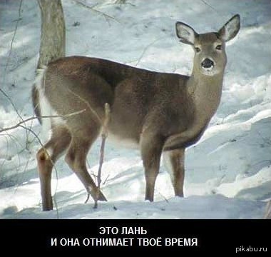 Лань. | Пикабу