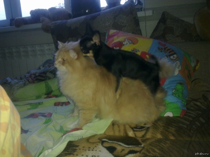 ���������, ��������, ������!)))