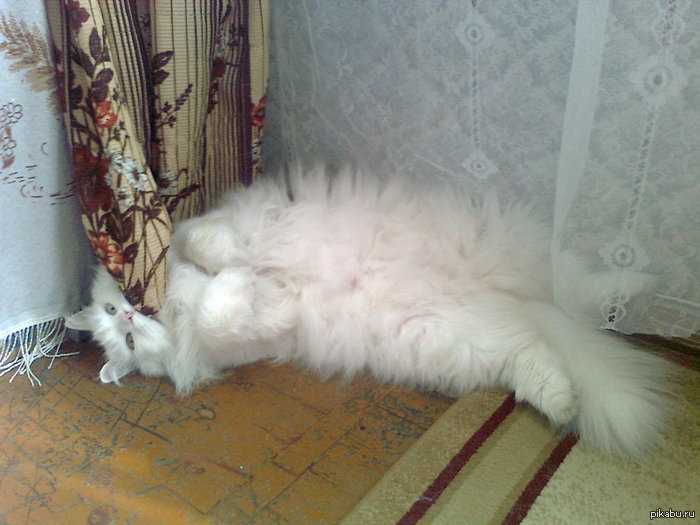 Пушистый ленивец))) | Пикабу