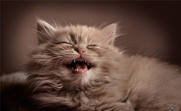 Котик улыбается =) | Пикабу