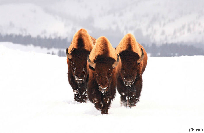 ��� ��������