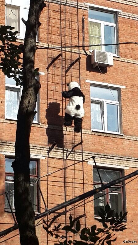 I go out into the street, the first thought - what the hell is going on? - My, Pandas, Panda, Movies, Interesting