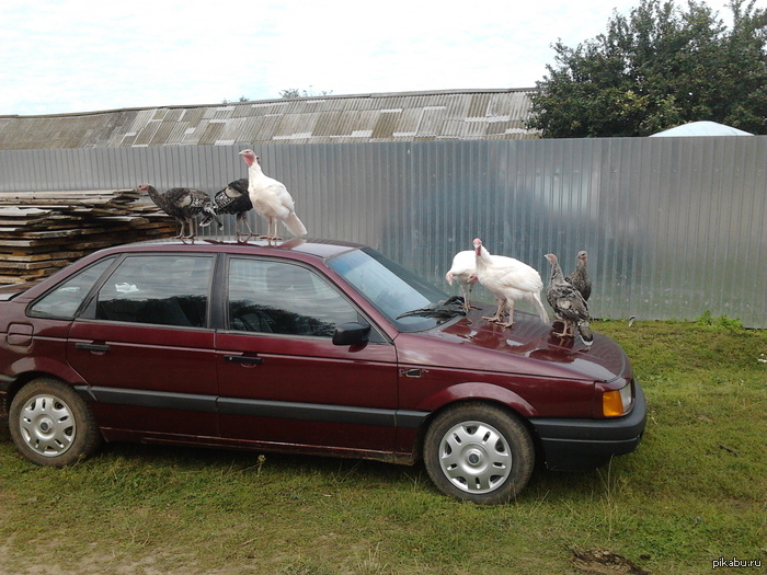 Индюки на машине