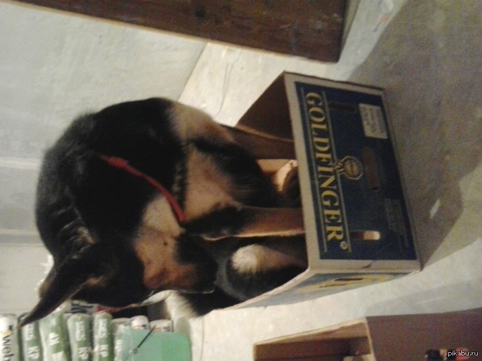 Ловушка для кошек