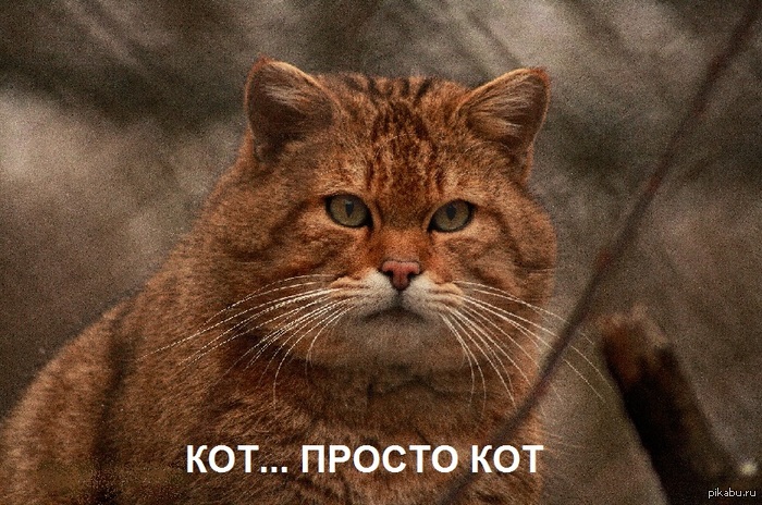 Вечерний кот