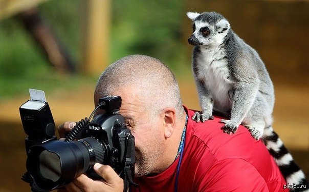 Сейчас животных. Фотограф идиот. Тупой фотограф. Фотограф дебил. Фото с лемуром и человеком.