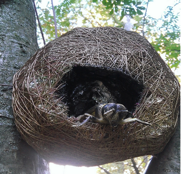 Делаешь бутер, включаешь пикабу а там вот это!