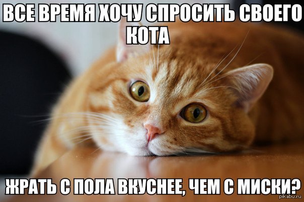 Котологика. | Пикабу