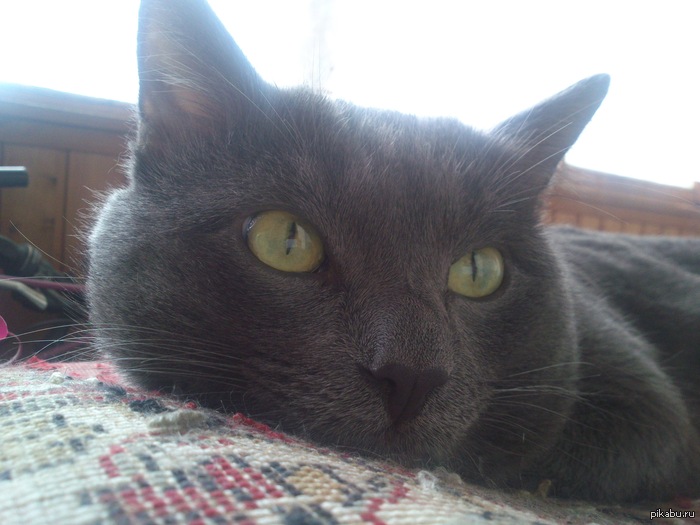 ��� �������)