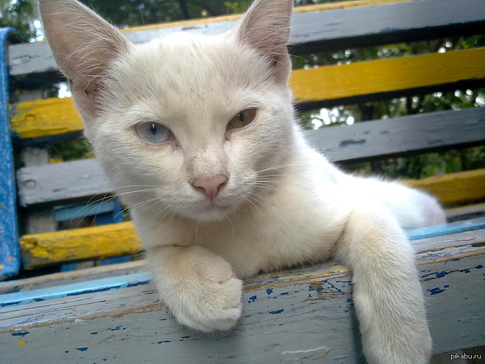 Я слышал тут любят котэ.