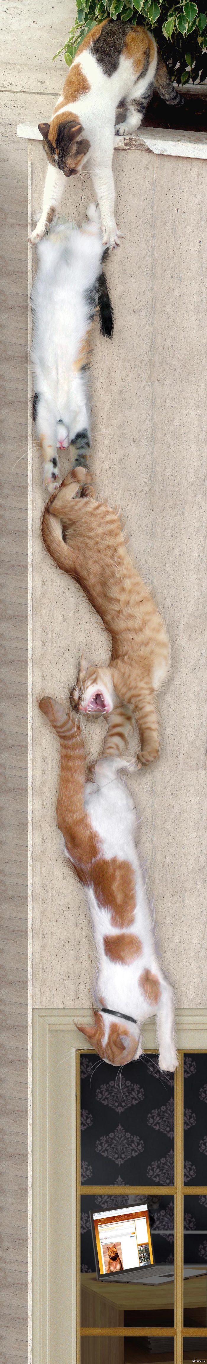 Ох уж эти котаны.