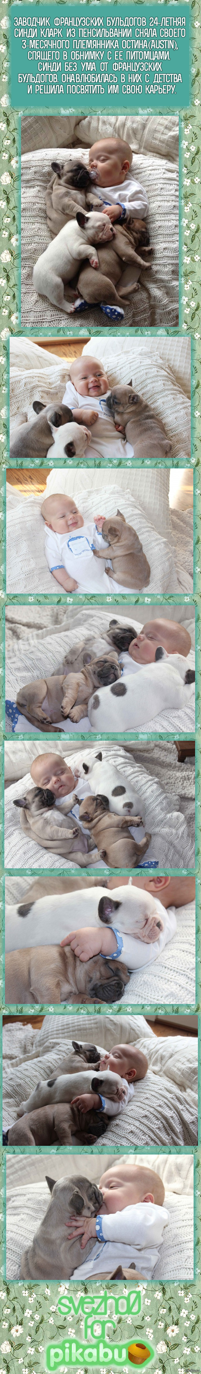 Малыш и французские бульдоги