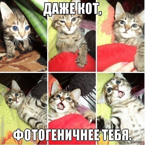 Даже кот...
