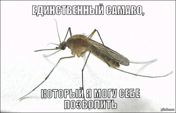 Camaro | Пикабу