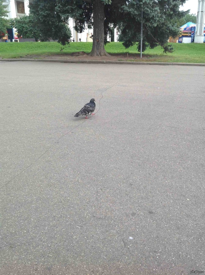 Голубь Станислав