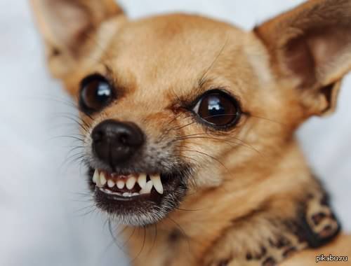 �����������, ����������