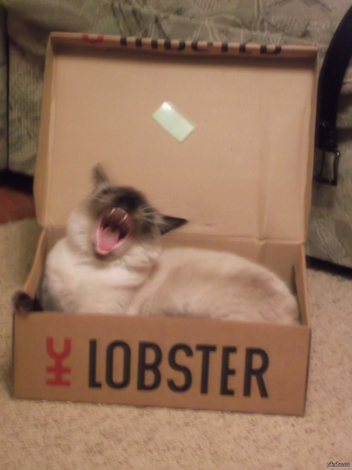 Лобстеры уже не те....