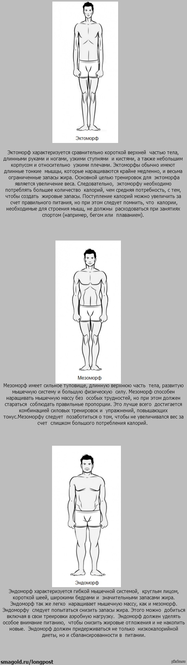 Типы телосложений. | Пикабу